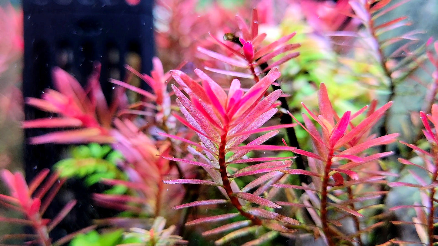 Rotala Super Red/ Rotala H'ra