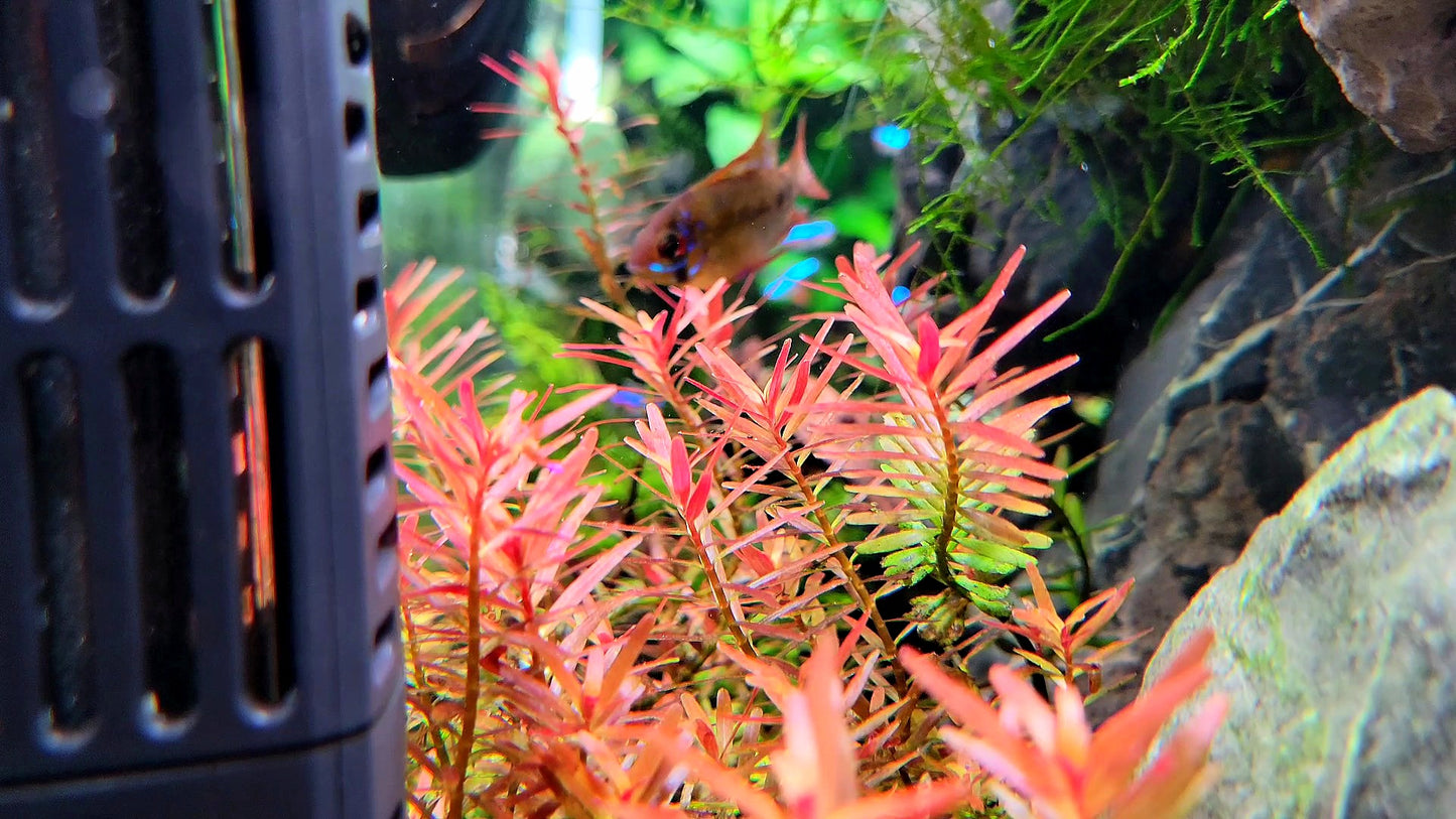 Rotala Super Red/ Rotala H'ra