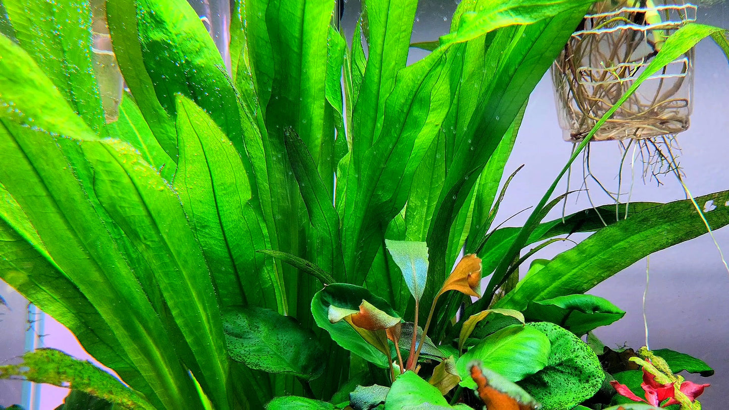 Amazon Sword/ Echinodorus grisebachii