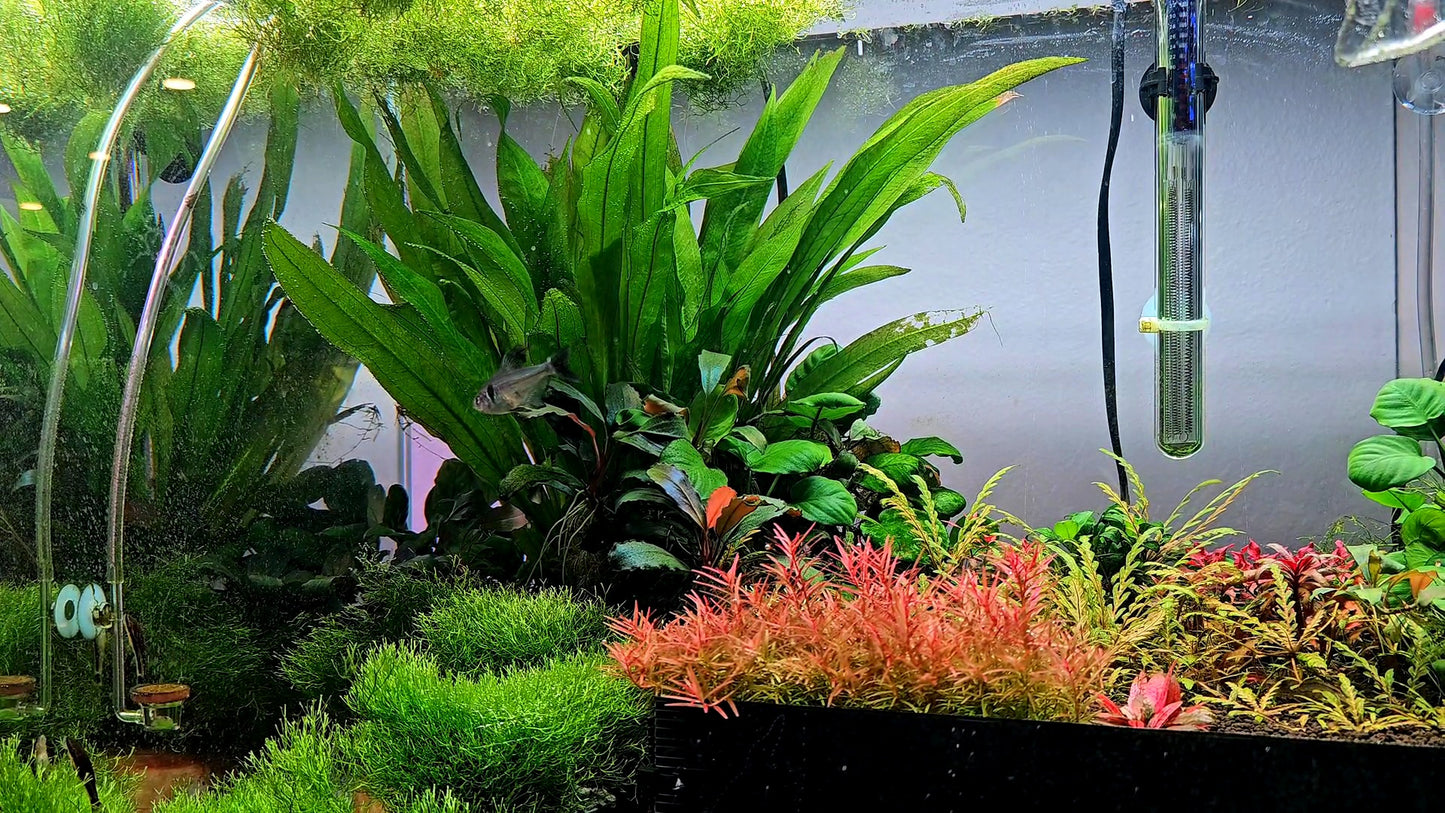 Amazon Sword/ Echinodorus grisebachii