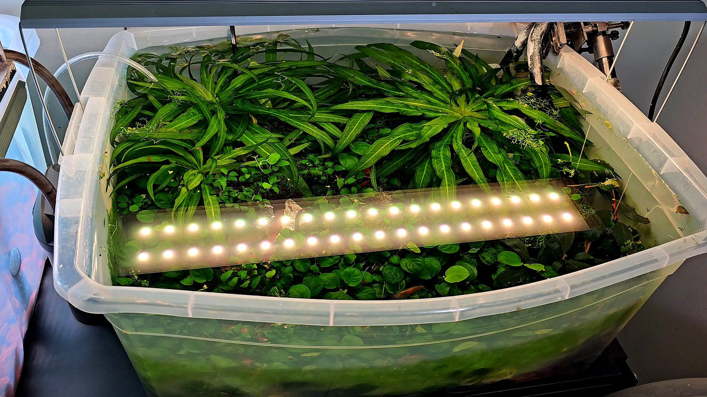 Amazon Sword/ Echinodorus grisebachii