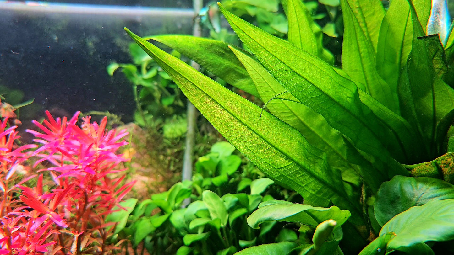 Amazon Sword/ Echinodorus grisebachii