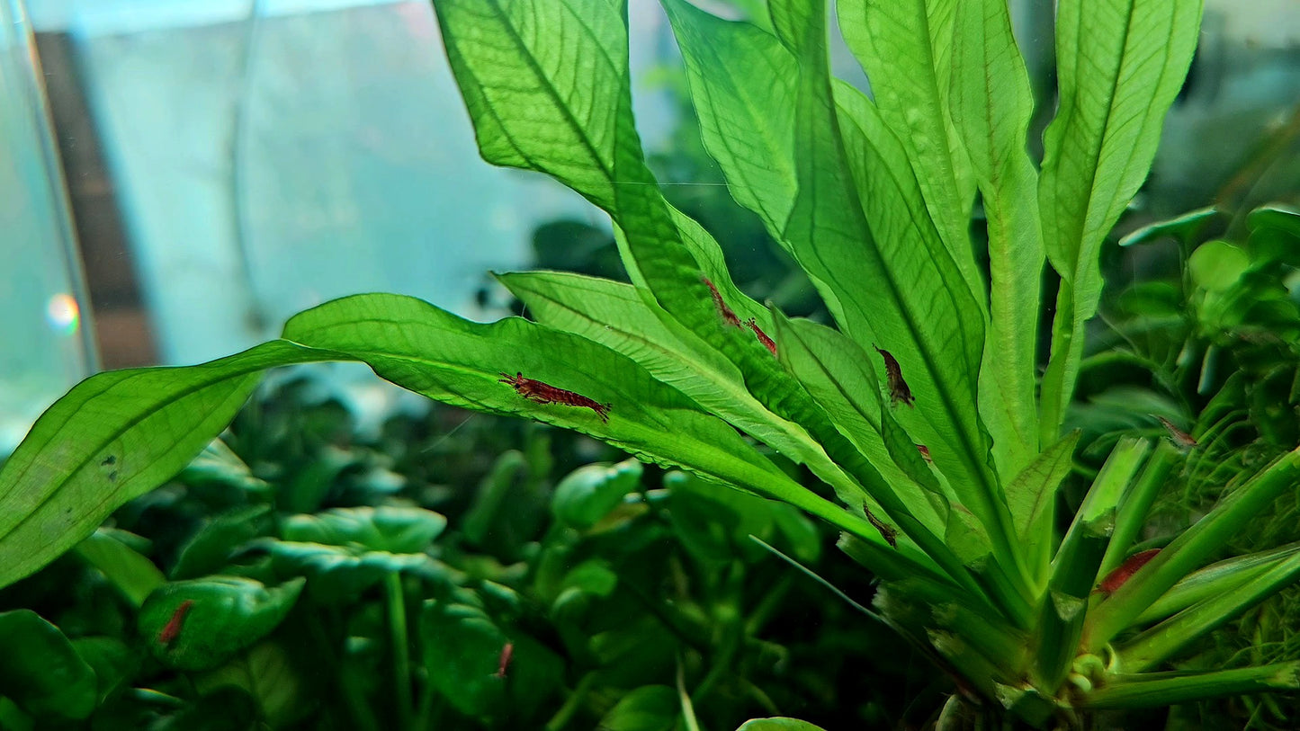 Amazon Sword/ Echinodorus grisebachii