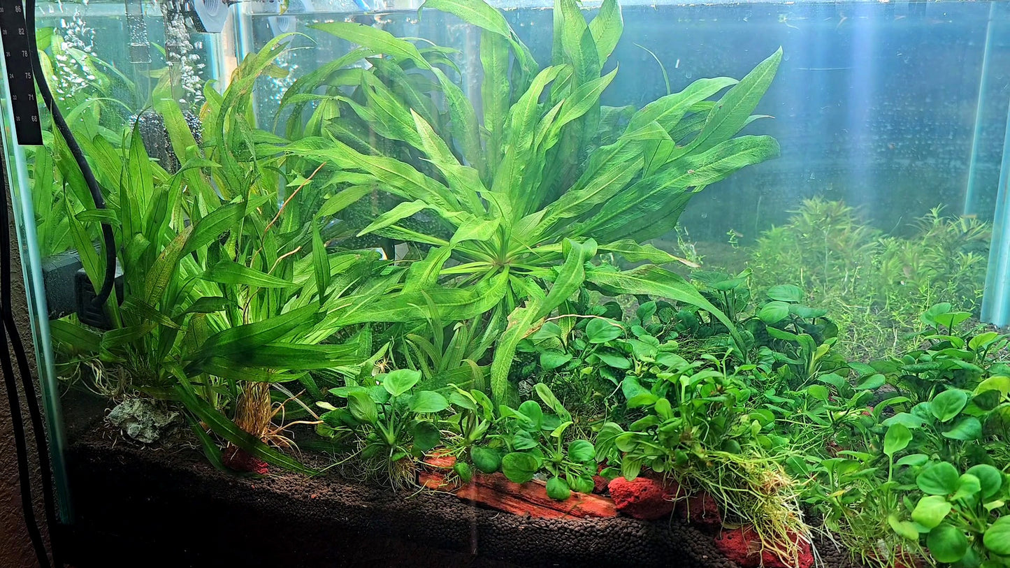 Amazon Sword/ Echinodorus grisebachii