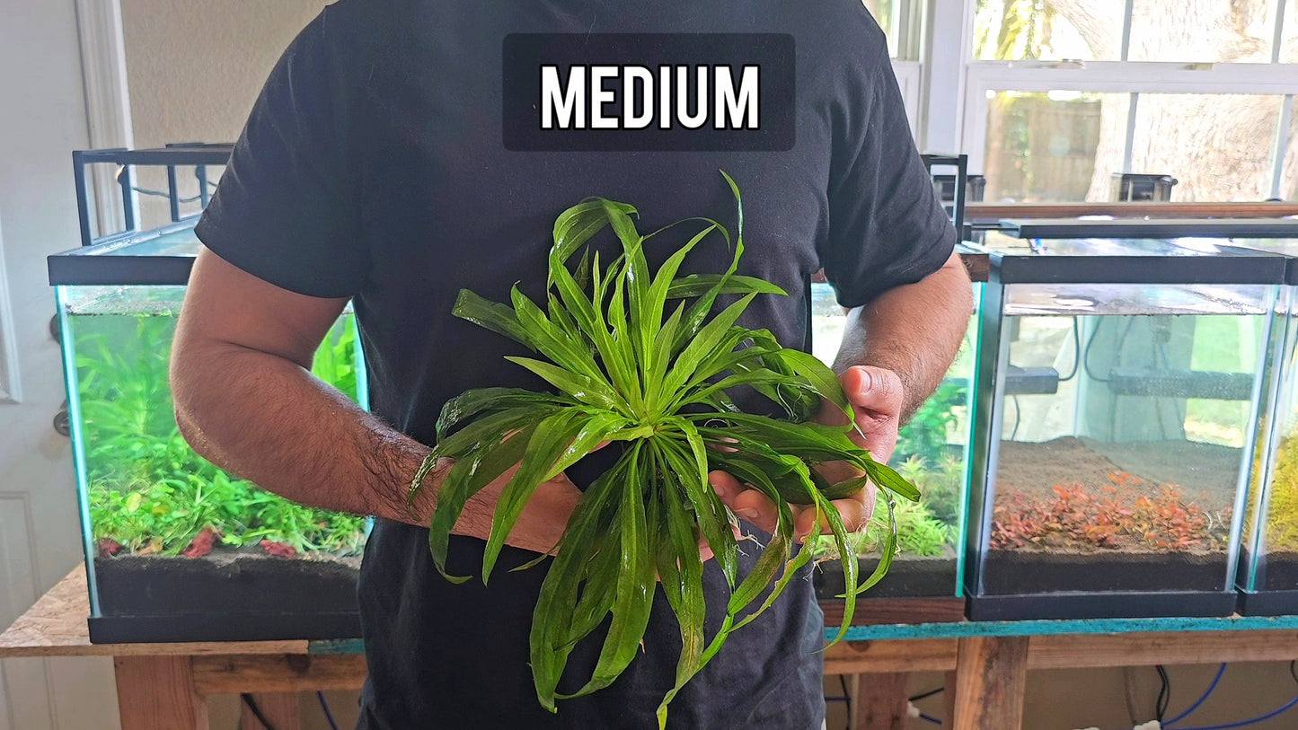 Amazon Sword/ Echinodorus grisebachii