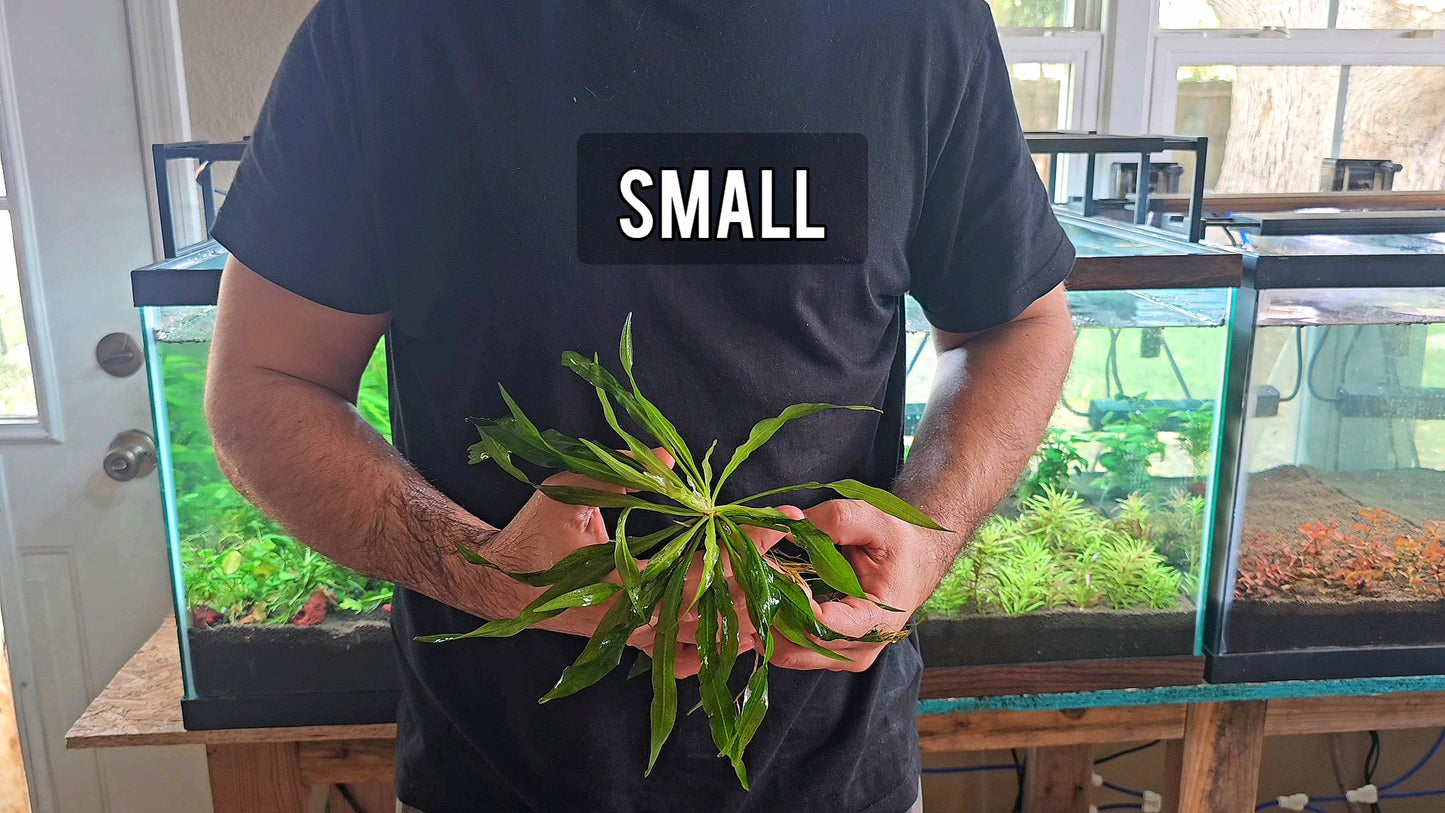 Amazon Sword/ Echinodorus grisebachii