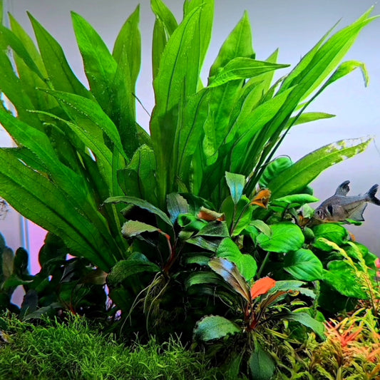 Amazon Sword/ Echinodorus grisebachii