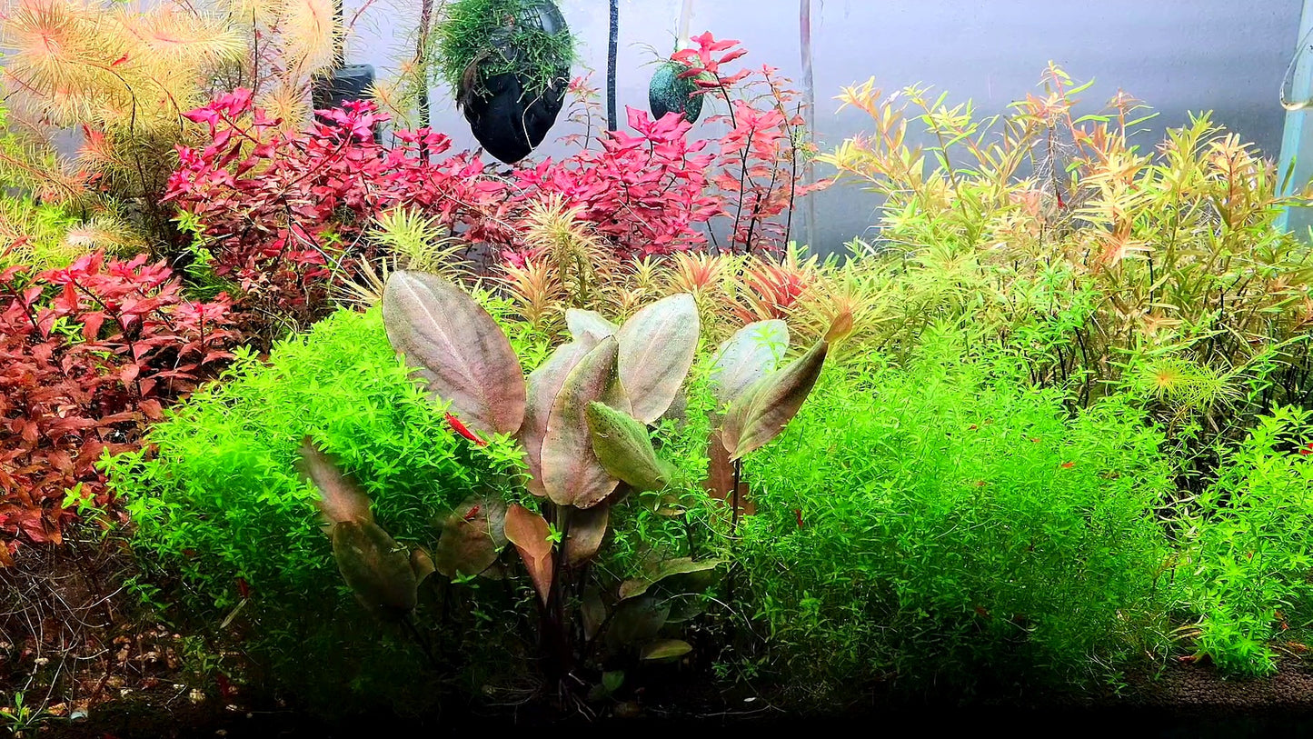Hemianthus Micranthemoides/ Pearl Weed