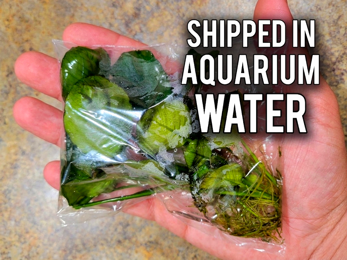 Anubias Barteri Round Leaf