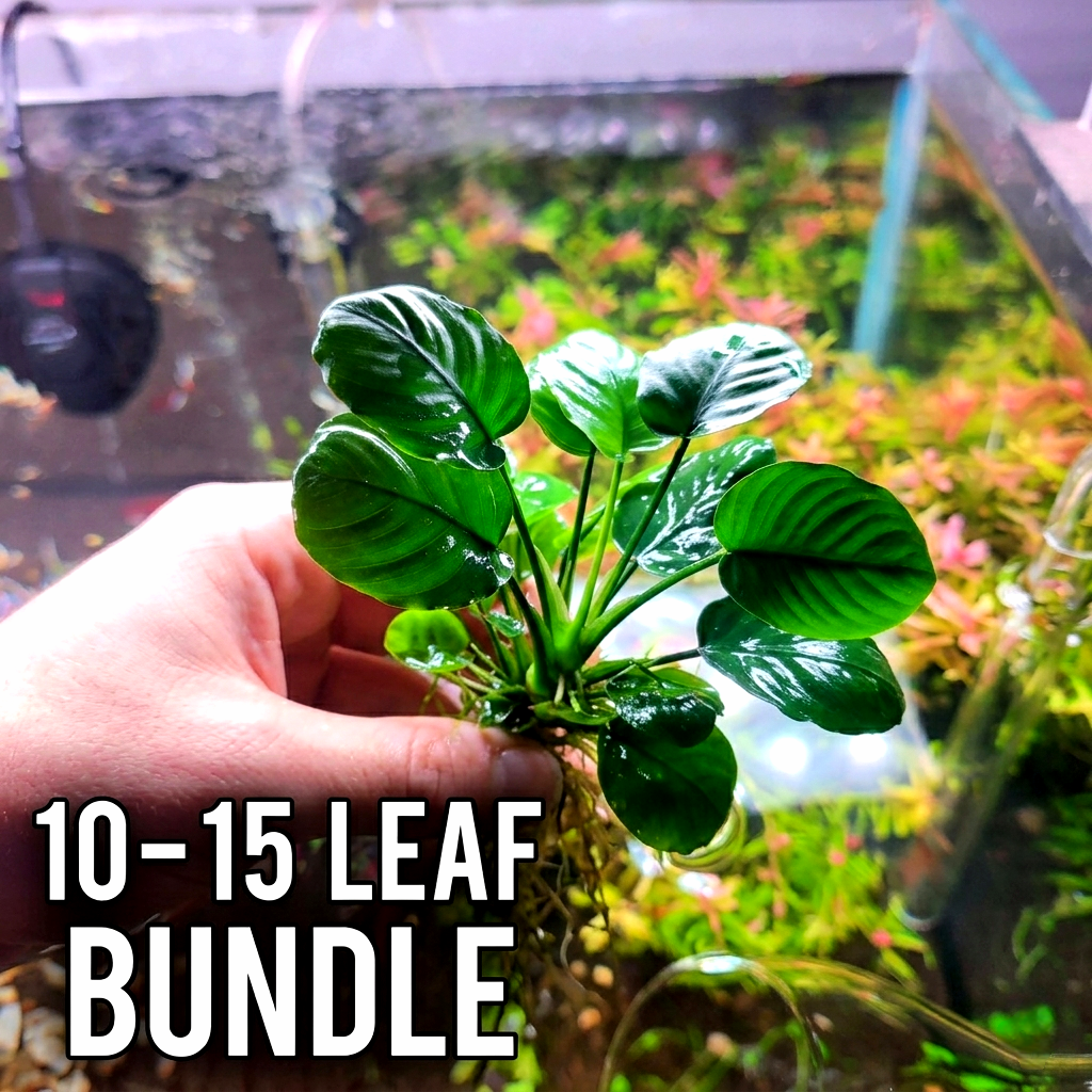 Anubias Barteri Round Leaf